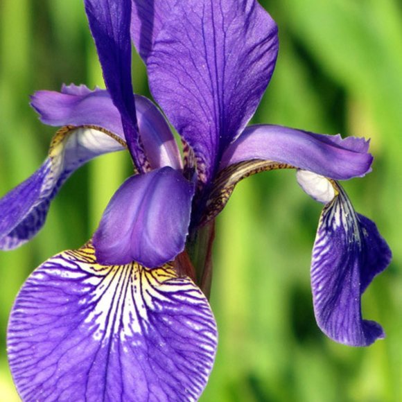 Blue Flag Iris - Picture 2 of 2